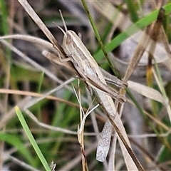 Macrotona sp. (genus) (Macrotona grasshopper) at Goulburn, NSW - 6 Nov 2024 by trevorpreston