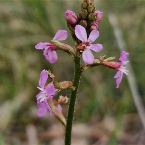 Stylidium graminifolium at Goulburn, NSW - 6 Nov 2024