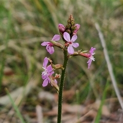 Stylidium graminifolium at Goulburn, NSW - 6 Nov 2024