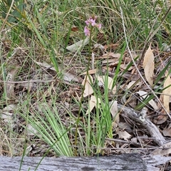 Stylidium graminifolium at Goulburn, NSW - 6 Nov 2024