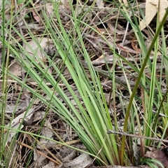 Stylidium graminifolium at Goulburn, NSW - 6 Nov 2024