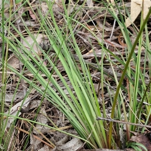 Stylidium graminifolium at Goulburn, NSW - 6 Nov 2024 04:39 PM