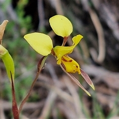 Diuris sulphurea (Tiger Orchid) at Goulburn, NSW - 6 Nov 2024 by trevorpreston