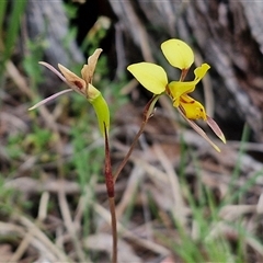 Diuris sulphurea at Goulburn, NSW - suppressed