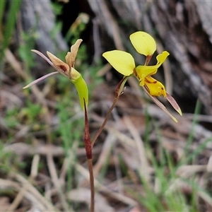 Diuris sulphurea at Goulburn, NSW - suppressed