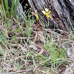 Diuris sulphurea at Goulburn, NSW - suppressed