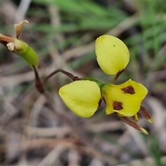 Diuris sulphurea at Goulburn, NSW - 6 Nov 2024