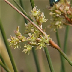Juncus (genus) (A Rush) at Gundaroo, NSW - 2 Nov 2024 by ConBoekel