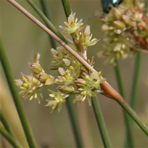 Juncus sp. at Gundaroo, NSW - 2 Nov 2024