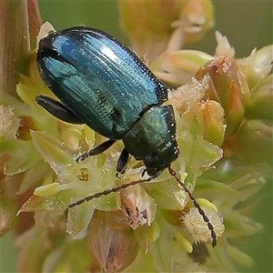 Arsipoda chrysis at Gundaroo, NSW - 2 Nov 2024