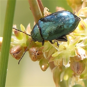 Arsipoda chrysis at Gundaroo, NSW - 2 Nov 2024