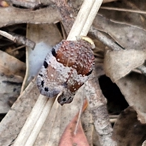 Platybrachys decemmacula at Goulburn, NSW - 6 Nov 2024