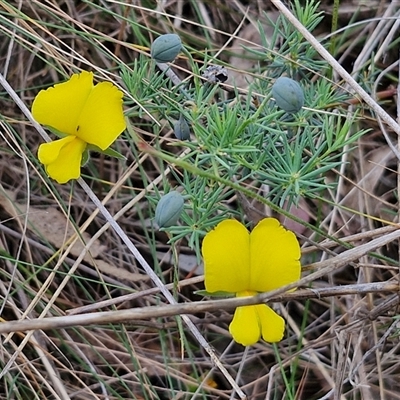 Gompholobium huegelii (pale wedge–pea) at Goulburn, NSW - 6 Nov 2024 by trevorpreston