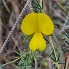 Gompholobium huegelii at Goulburn, NSW - 6 Nov 2024