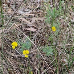 Gompholobium huegelii at Goulburn, NSW - 6 Nov 2024