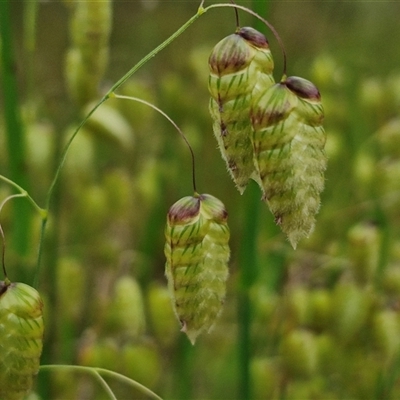 Briza maxima (Quaking Grass, Blowfly Grass) at Goulburn, NSW - 6 Nov 2024 by trevorpreston