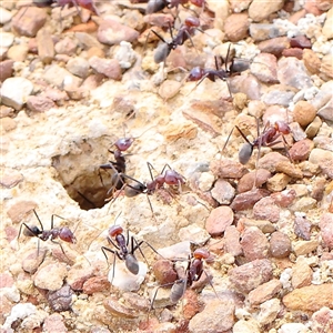 Iridomyrmex purpureus at Gundaroo, NSW - 2 Nov 2024