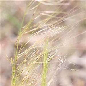 Austrostipa scabra at Gundaroo, NSW - 2 Nov 2024 10:38 AM