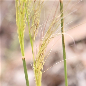 Austrostipa scabra at Gundaroo, NSW - 2 Nov 2024 10:38 AM