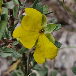 Hibbertia obtusifolia at Goulburn, NSW - 6 Nov 2024