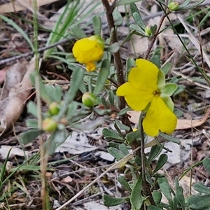 Hibbertia obtusifolia at Goulburn, NSW - 6 Nov 2024