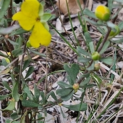 Hibbertia obtusifolia at Goulburn, NSW - 6 Nov 2024