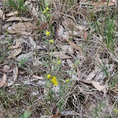 Hibbertia obtusifolia at Goulburn, NSW - 6 Nov 2024