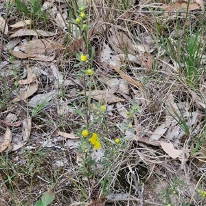 Hibbertia obtusifolia at Goulburn, NSW - 6 Nov 2024 04:36 PM