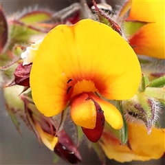 Unverified Other Shrub at Gundaroo, NSW - 2 Nov 2024 by ConBoekel