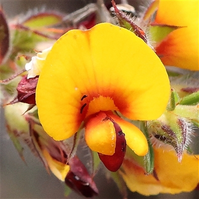 Unidentified Other Shrub at Gundaroo, NSW - 1 Nov 2024 by ConBoekel