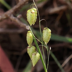 Briza maxima (Quaking Grass, Blowfly Grass) at Gundaroo, NSW - 1 Nov 2024 by ConBoekel