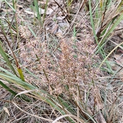 Lomandra multiflora (Many-flowered Matrush) at Goulburn, NSW - 6 Nov 2024 by trevorpreston