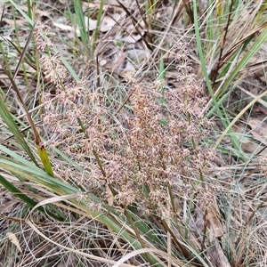 Lomandra multiflora at Goulburn, NSW - 6 Nov 2024 04:35 PM