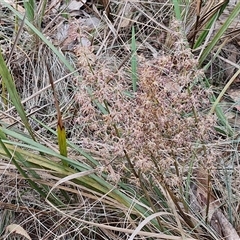 Lomandra multiflora at Goulburn, NSW - 6 Nov 2024 04:35 PM