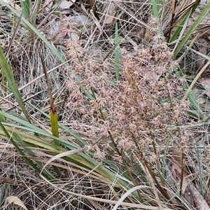 Lomandra multiflora at Goulburn, NSW - 6 Nov 2024 04:35 PM