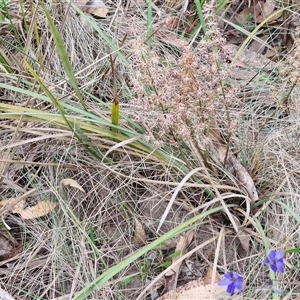 Lomandra multiflora at Goulburn, NSW - 6 Nov 2024 04:35 PM