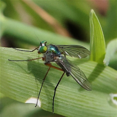 Dolichopodidae sp. (Family) (Long-legged Flies) at Gundaroo, NSW - 1 Nov 2024 by ConBoekel