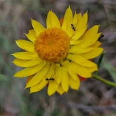 Xerochrysum viscosum (Sticky Everlasting) at Goulburn, NSW - 6 Nov 2024 by trevorpreston