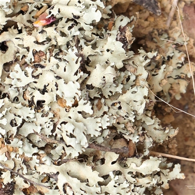 Unverified Lichen at Gundaroo, NSW - 2 Nov 2024 by ConBoekel