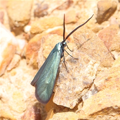 Pollanisus (genus) (A Forester Moth) at Gundaroo, NSW - 1 Nov 2024 by ConBoekel