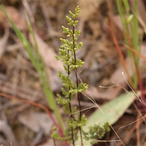 Cheilanthes sieberi subsp. sieberi at Gundaroo, NSW - 2 Nov 2024 10:48 AM