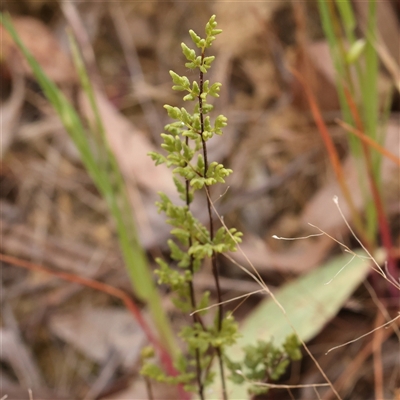 Cheilanthes sieberi subsp. sieberi (Mulga Rock Fern) at Gundaroo, NSW - 2 Nov 2024 by ConBoekel