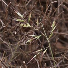 Rytidosperma sp. (Wallaby Grass) at Gundaroo, NSW - 1 Nov 2024 by ConBoekel