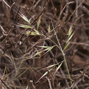 Rytidosperma (genus) at Gundaroo, NSW - 2 Nov 2024 10:49 AM