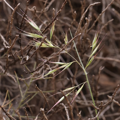 Rytidosperma (genus) (Wallaby Grass) at Gundaroo, NSW - 2 Nov 2024 by ConBoekel