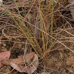 Rytidosperma sp. at Gundaroo, NSW - 2 Nov 2024