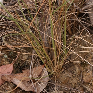 Rytidosperma sp. at Gundaroo, NSW - 2 Nov 2024 10:49 AM