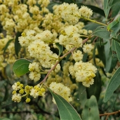 Acacia falciformis (Broad-leaved Hickory) at Goulburn, NSW - 6 Nov 2024 by trevorpreston