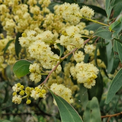 Acacia pycnantha at Goulburn, NSW - 6 Nov 2024 by trevorpreston