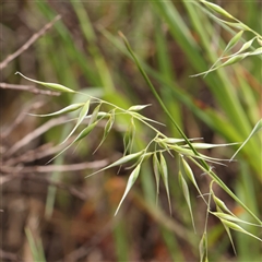 Rytidosperma (genus) (Wallaby Grass) at Gundaroo, NSW - 2 Nov 2024 by ConBoekel